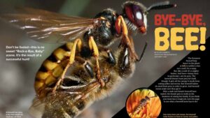 Magazine spread Bye-Bye Bee about the European beewolf wasp hunting honeybees