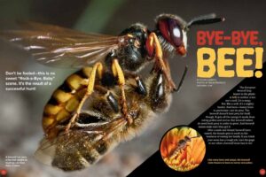 Magazine spread Bye-Bye Bee about the European beewolf wasp hunting honeybees