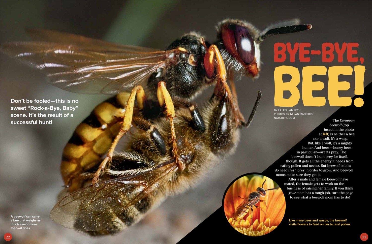 Magazine spread Bye-Bye Bee about the European beewolf wasp hunting honeybees