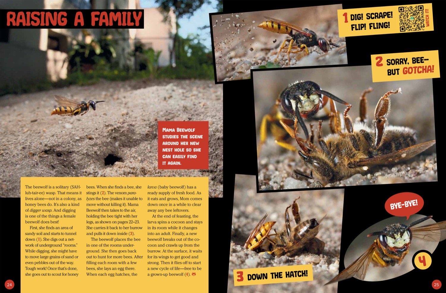 Magazine spread about beewolf raising a family showing nest digging catching bees and larvae