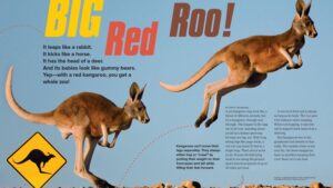 Magazine spread Big Red Roo with two kangaroos leaping crossing sign and hopping speed facts