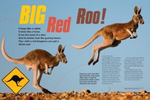 Magazine spread Big Red Roo with two kangaroos leaping crossing sign and hopping speed facts