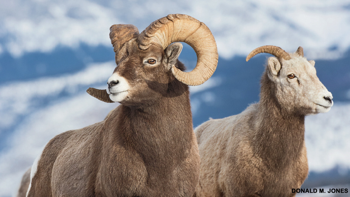 Bighorn sheep ram with large curled horns standing with a ewe against snowy mountain backdrop