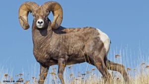Majestic bighorn sheep ram with massive curled horns standing on a hilltop against blue sky