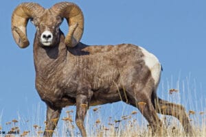 Majestic bighorn sheep ram with massive curled horns standing on a hilltop against blue sky