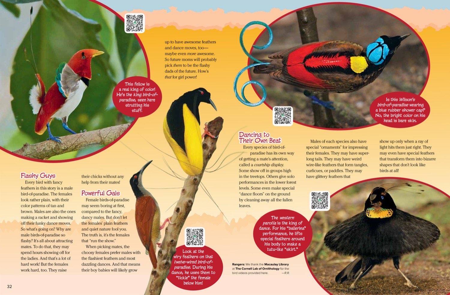 Magazine spread about flashy male birds of paradise dancing species including king and western parotia