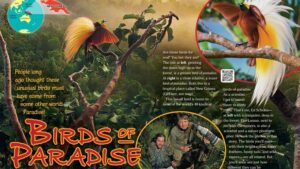 Magazine spread Birds of Paradise with greater bird of paradise scientists in New Guinea rainforest