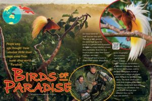 Magazine spread Birds of Paradise with greater bird of paradise scientists in New Guinea rainforest