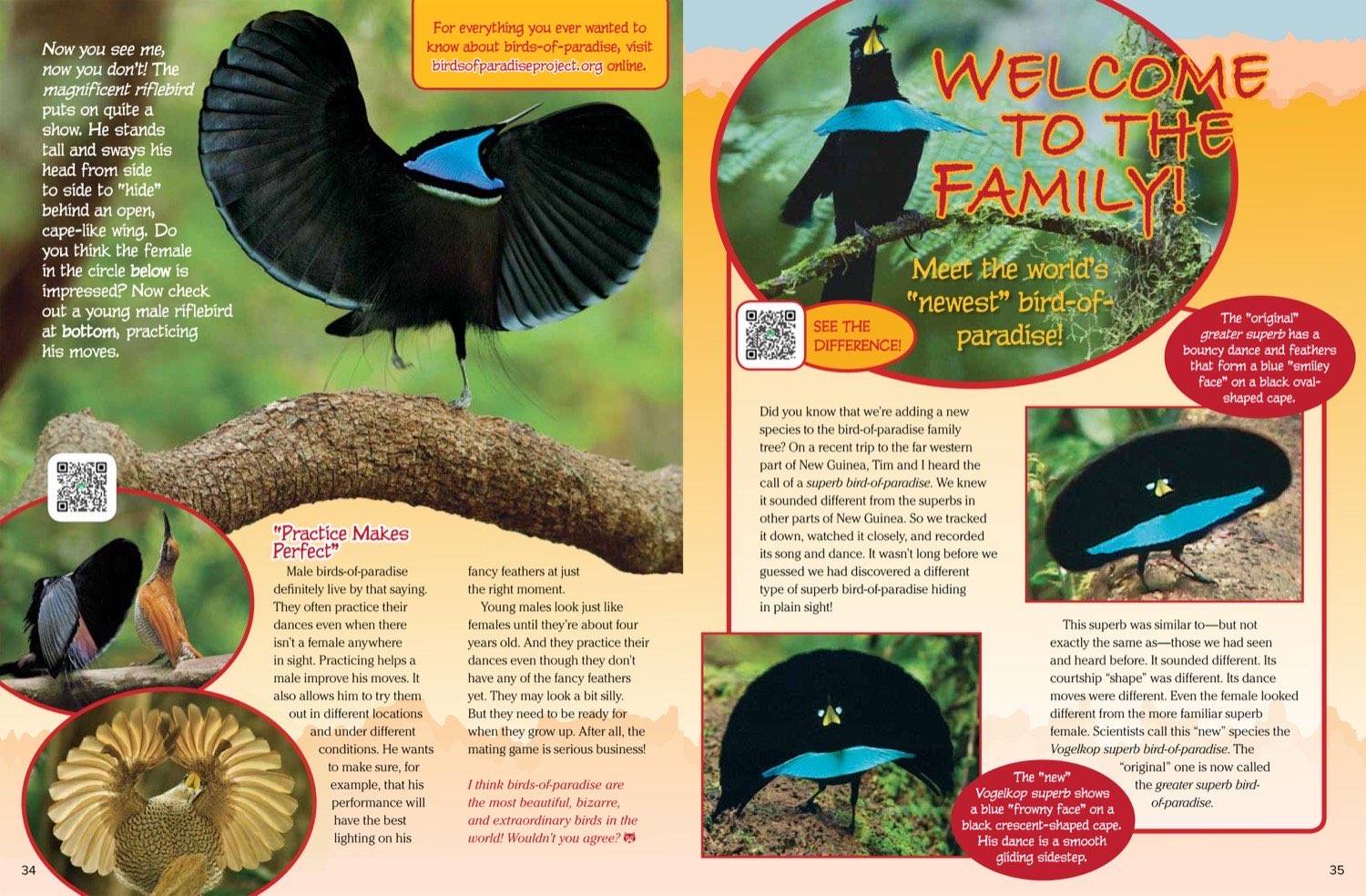 Magazine spread about new superb bird of paradise species parotia display and practice dances