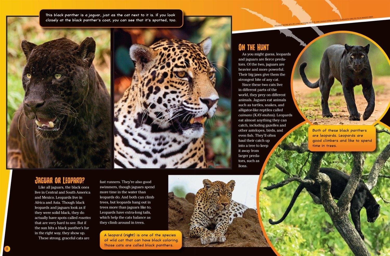 Magazine spread about black panther jaguar vs leopard spots hunting and climbing with trail cam