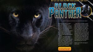 Magazine spread Black Panther with closeup yellow eyes face and melanistic leopard identity reveal