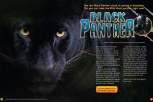 Magazine spread Black Panther with closeup yellow eyes face and melanistic leopard identity reveal