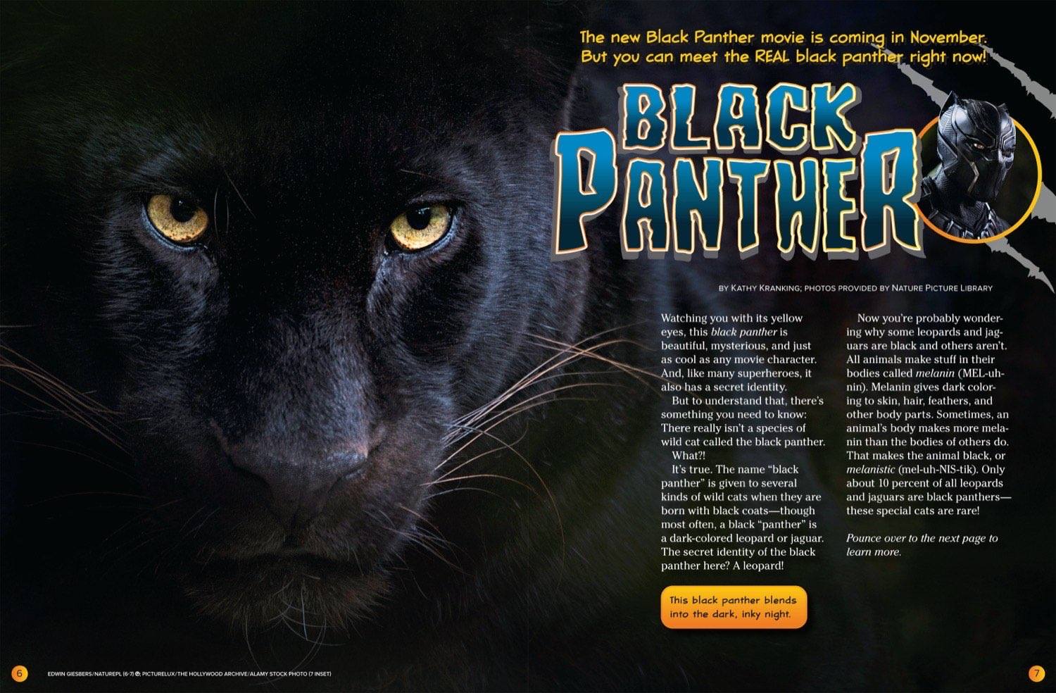 Magazine spread Black Panther with closeup yellow eyes face and melanistic leopard identity reveal
