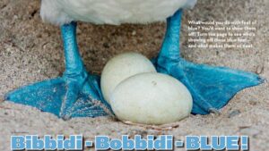 Magazine spread Bibbidi-Bobbidi-Blue with blue-footed booby feet and eggs closeup on beach
