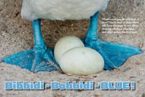 Magazine spread Bibbidi-Bobbidi-Blue with blue-footed booby feet and eggs closeup on beach