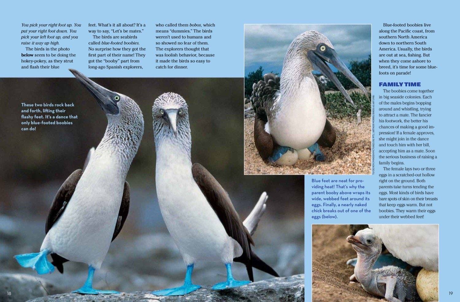 Magazine spread about blue-footed booby courtship dance foot lifting nesting and fluffy chick