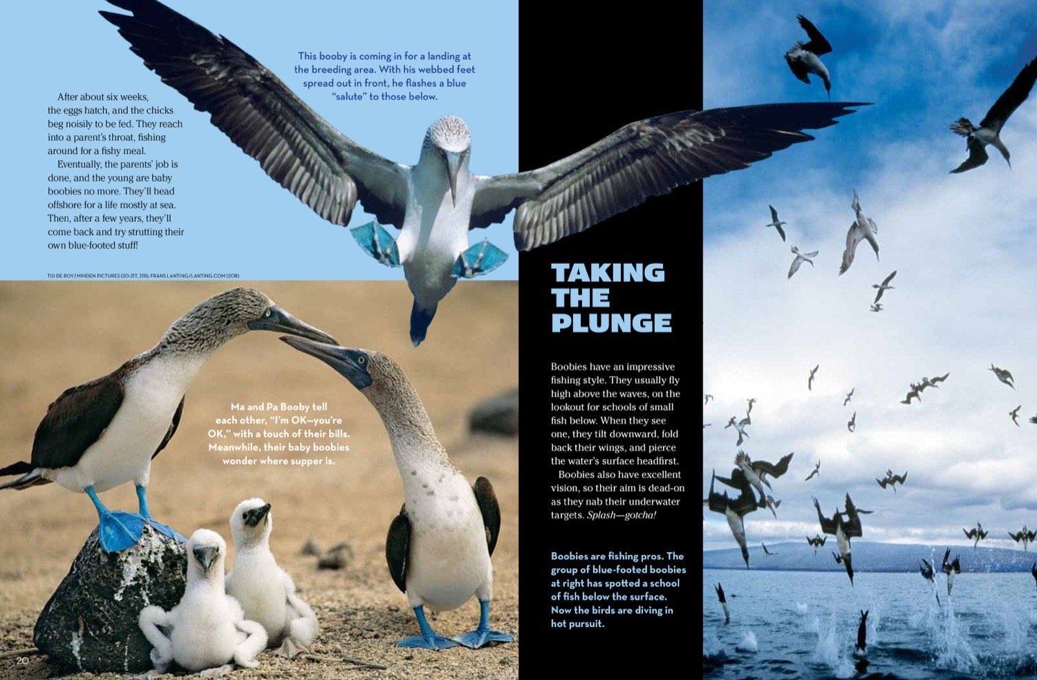 Magazine spread Taking the Plunge about booby chicks landing fishing and flock diving into ocean