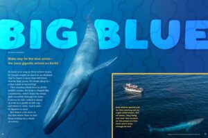 Ranger Rick magazine opening spread Big Blue with blue whale illustration and boat photo