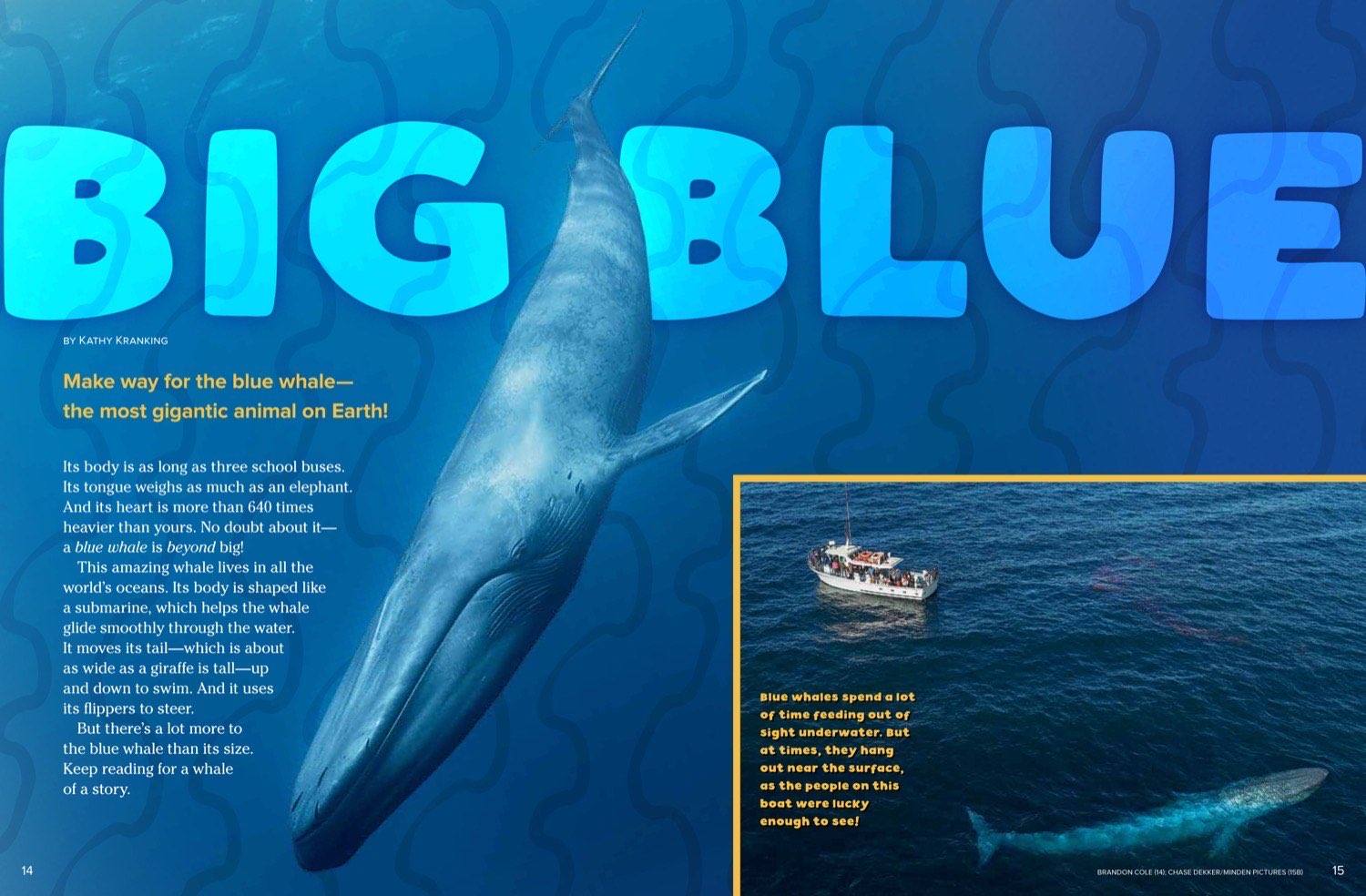 Ranger Rick magazine opening spread Big Blue with blue whale illustration and boat photo