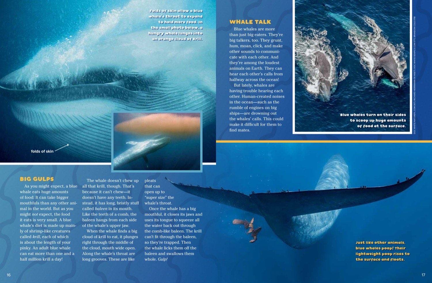 Magazine spread about blue whale feeding showing baleen mouth pleats and dolphin photos