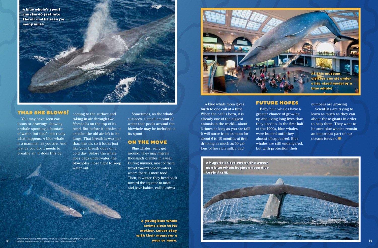 Magazine spread about blue whale spouting migration and conservation with museum photo