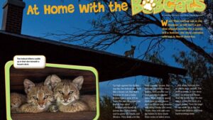 Magazine spread about a bobcat family living under a house deck with kittens peeking out at dusk