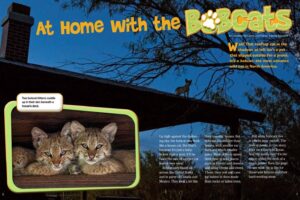 Magazine spread about a bobcat family living under a house deck with kittens peeking out at dusk
