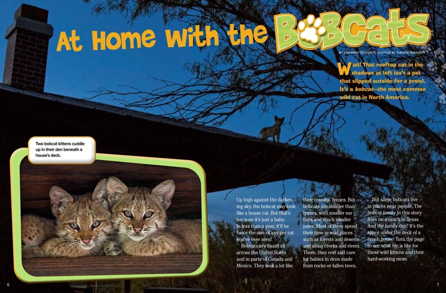 Magazine spread about a bobcat family living under a house deck with kittens peeking out at dusk
