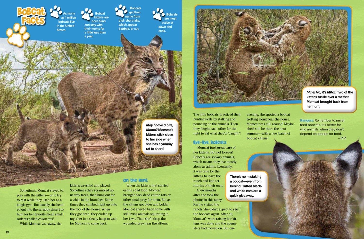 Bobcat kittens wrestling in grass, practicing hunting, and a close-up showing ear tufts