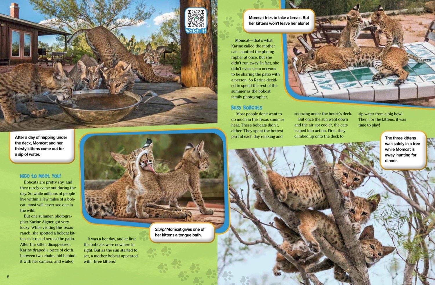 Bobcat mother grooming a kitten while others play on a deck and wait safely in a tree