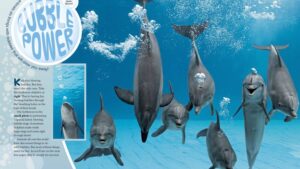 Magazine spread Bubble Power with dolphins blowing bubbles underwater and bubble ring tricks