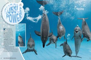 Magazine spread Bubble Power with dolphins blowing bubbles underwater and bubble ring tricks