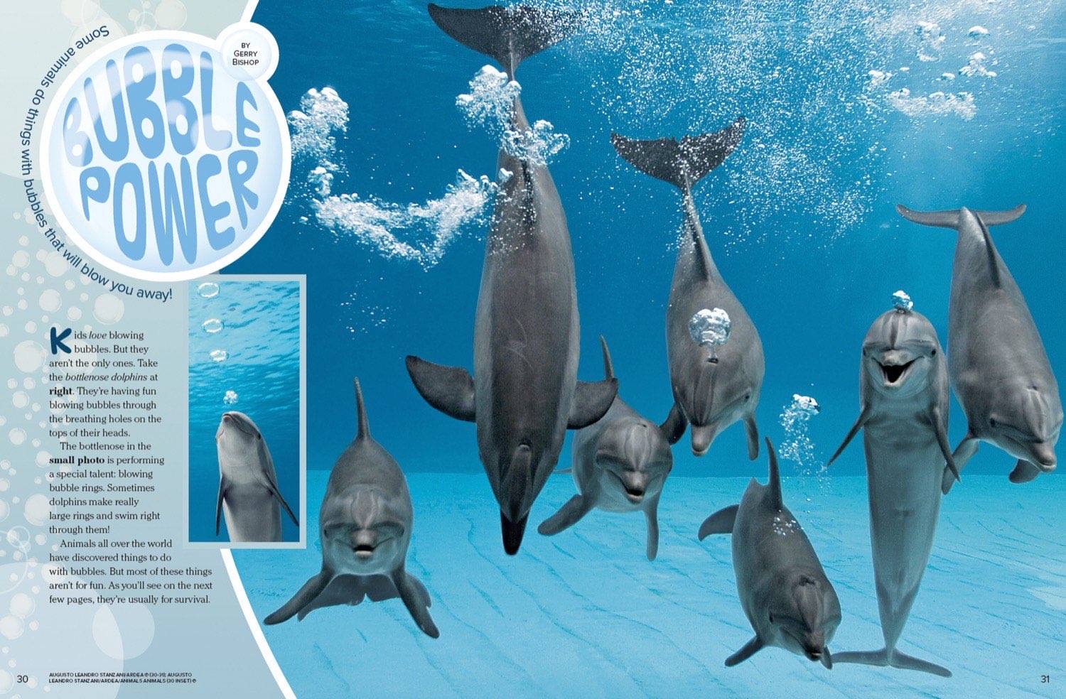 Magazine spread Bubble Power with dolphins blowing bubbles underwater and bubble ring tricks