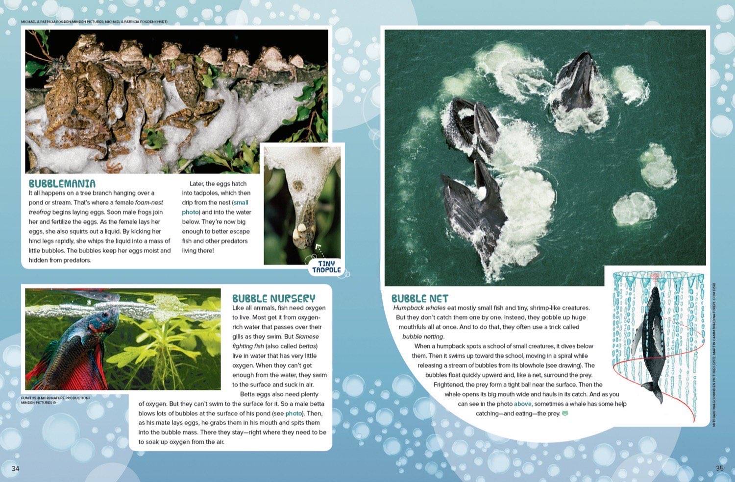 Magazine spread about foam nest frog eggs betta fish bubble nursery and humpback whale bubble net feeding