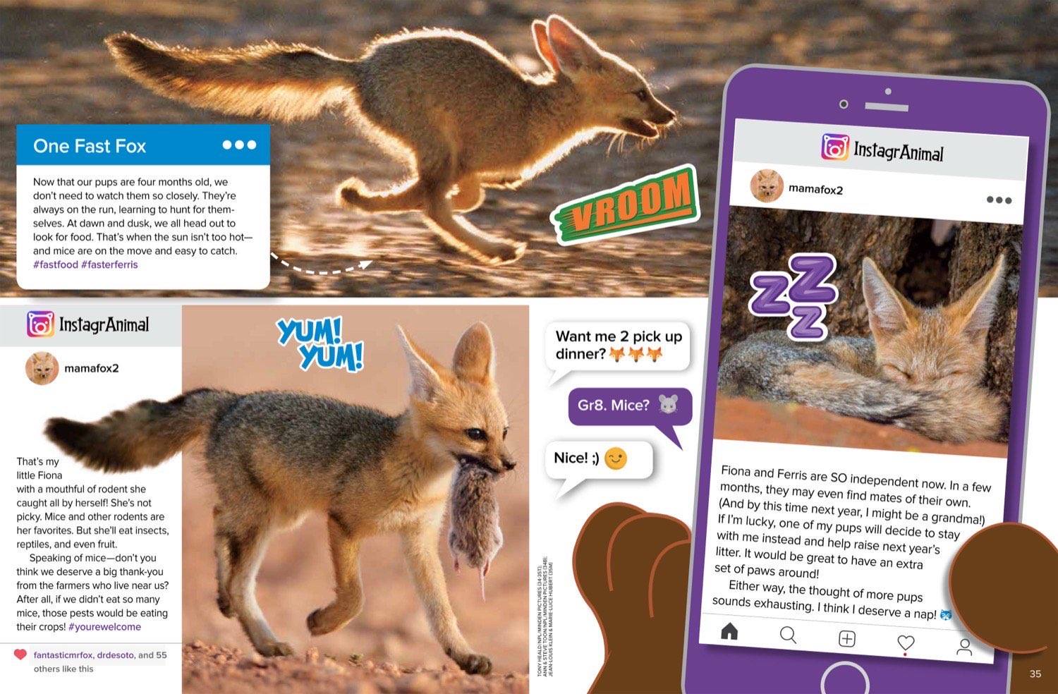 Magazine spread about Cape fox pups hunting mice running fast sleeping and finding mates