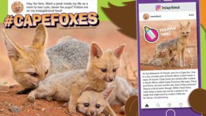 Magazine spread Cape Foxes in Instagram style with mama fox nursing pups and feeding time post