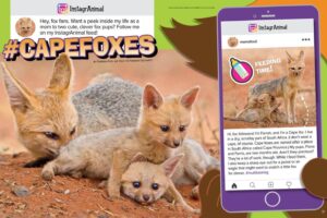 Magazine spread Cape Foxes in Instagram style with mama fox nursing pups and feeding time post