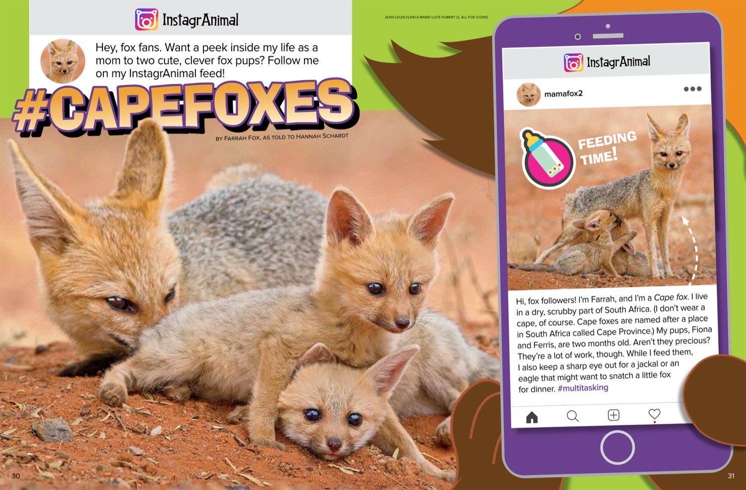Magazine spread Cape Foxes in Instagram style with mama fox nursing pups and feeding time post