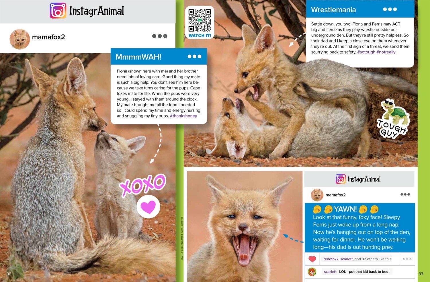 Magazine spread about Cape fox nursing grooming pup yawning and wrestling play on red sand