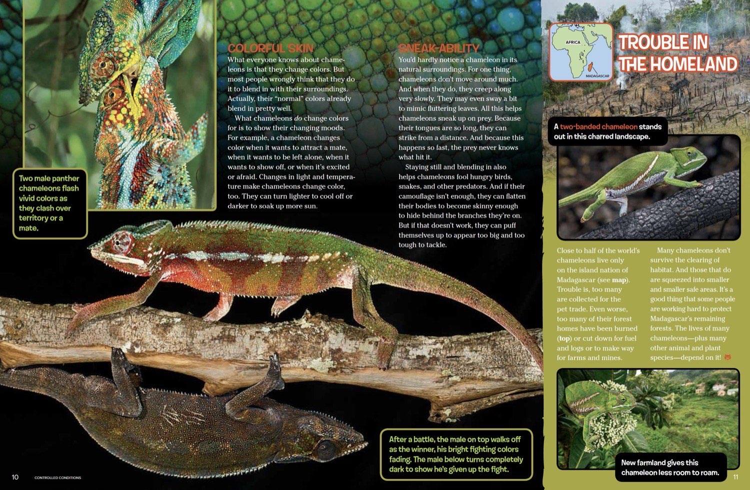 Magazine spread about chameleon color changing camouflage and Madagascar conservation threats