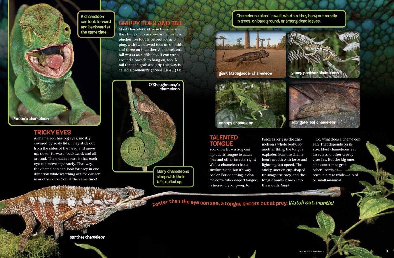 Magazine spread about chameleon tricky eyes talented tongue and grippy toes with many species photos