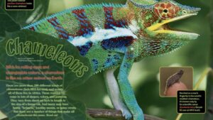 Ranger Rick magazine spread Chameleons with large panther chameleon and tiny Brookesia on finger