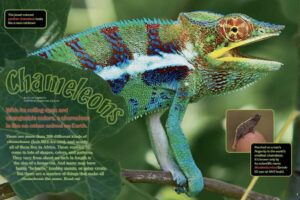 Ranger Rick magazine spread Chameleons with large panther chameleon and tiny Brookesia on finger