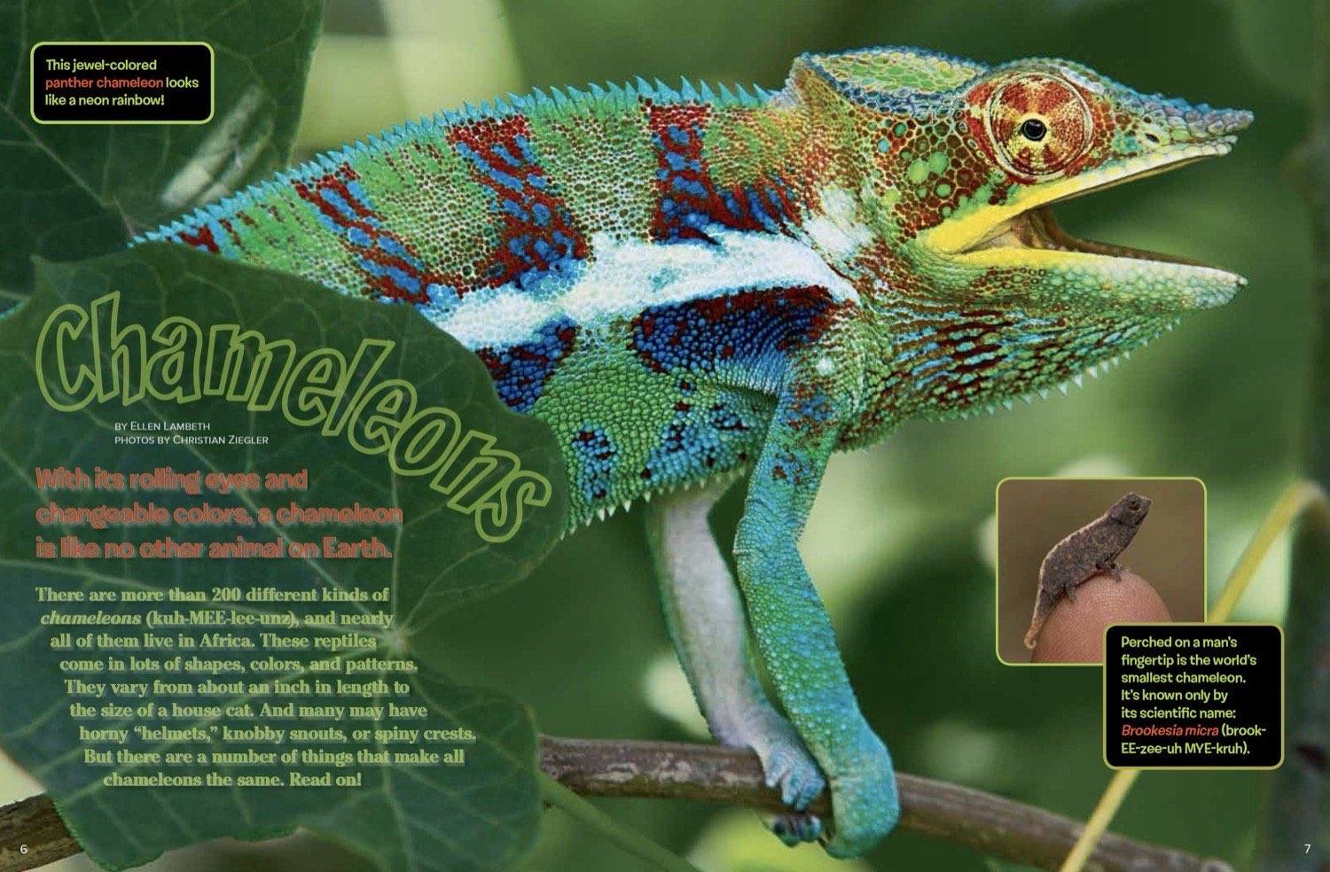 Ranger Rick magazine spread Chameleons with large panther chameleon and tiny Brookesia on finger