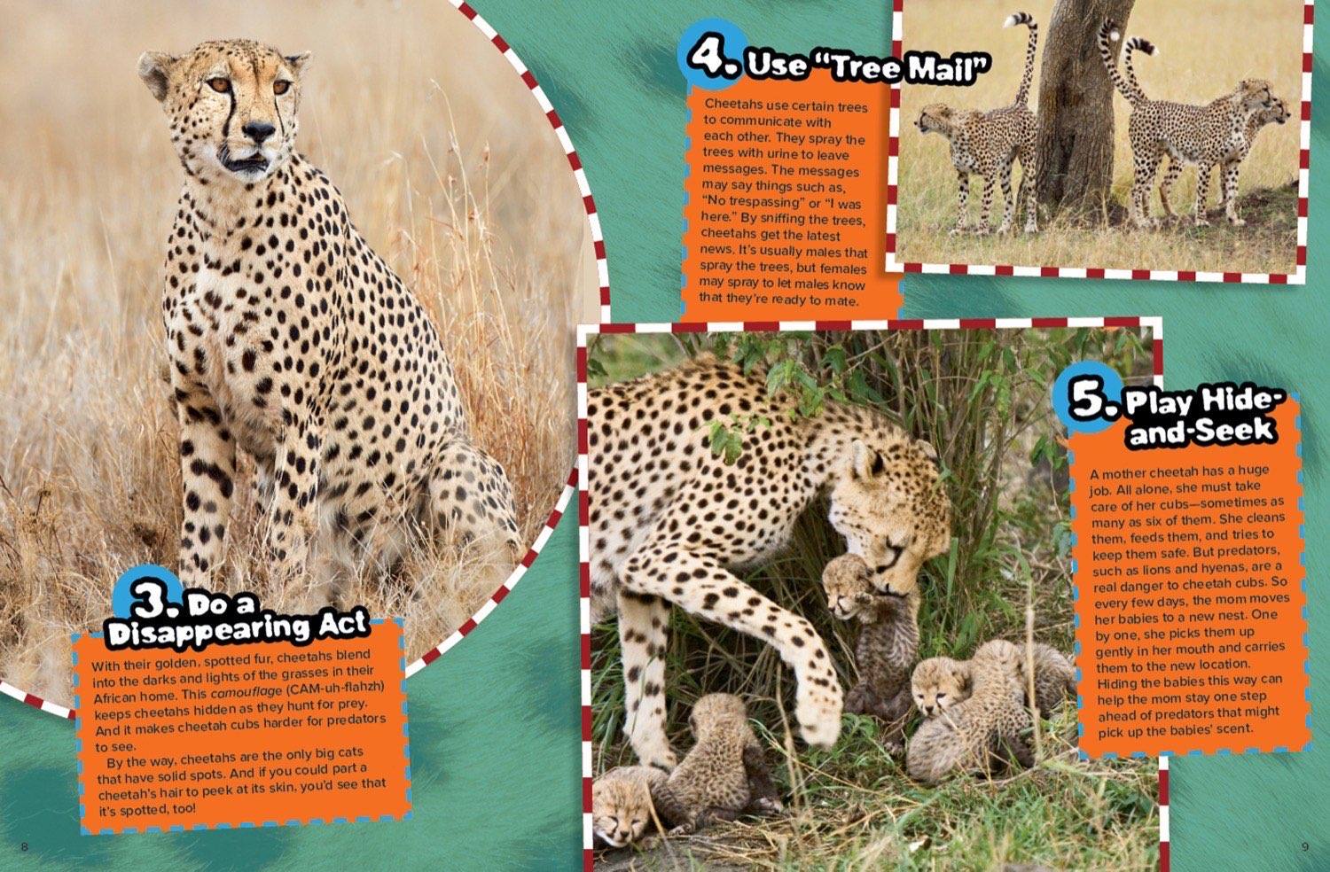 Magazine spread about cheetah camouflage disappearing act tree mail marking and mother hiding cubs
