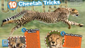Magazine spread Cheetah Tricks with running cheetah closeup and fastest animal speed facts