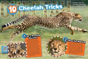 Magazine spread Cheetah Tricks with running cheetah closeup and fastest animal speed facts