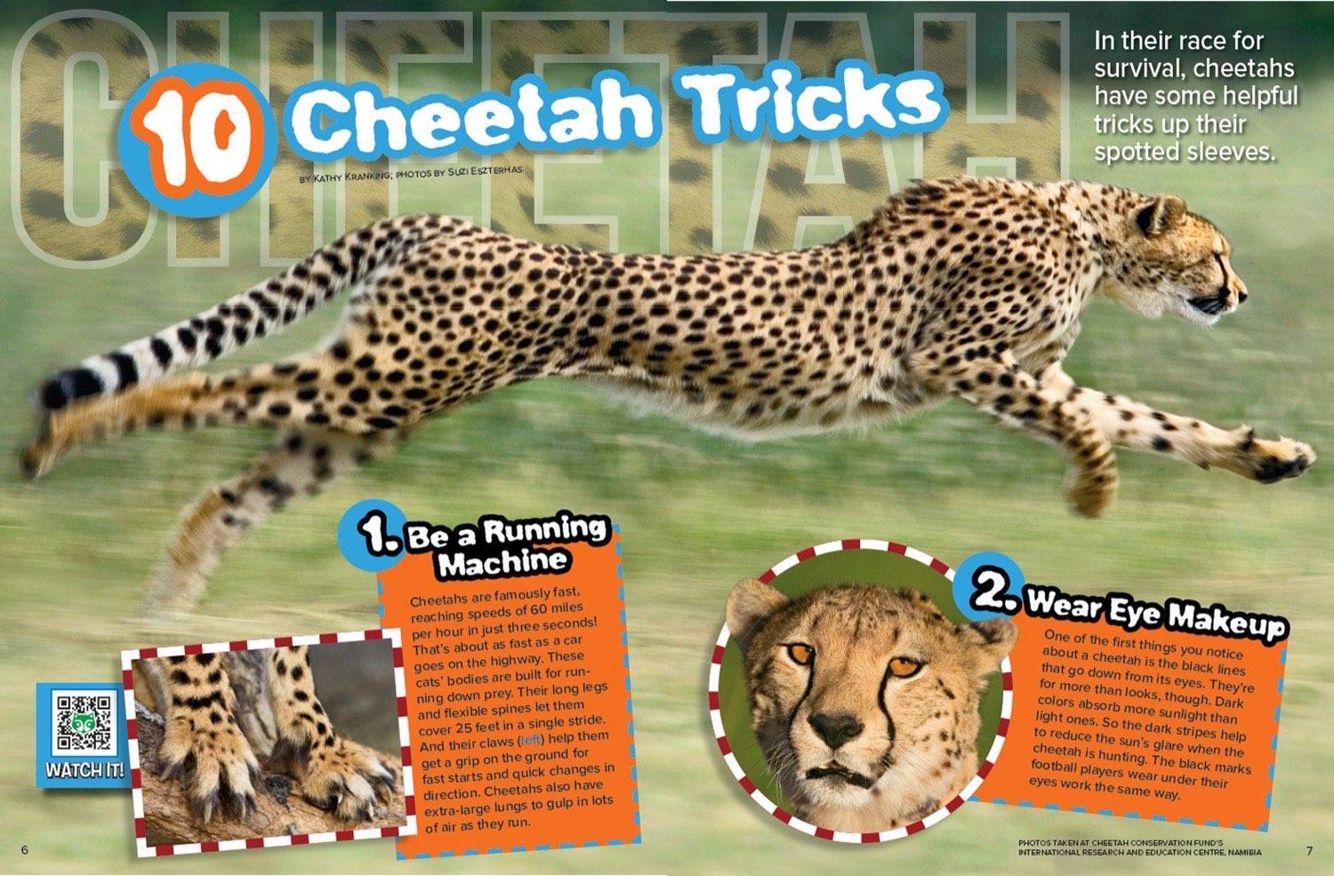Magazine spread Cheetah Tricks with running cheetah closeup and fastest animal speed facts