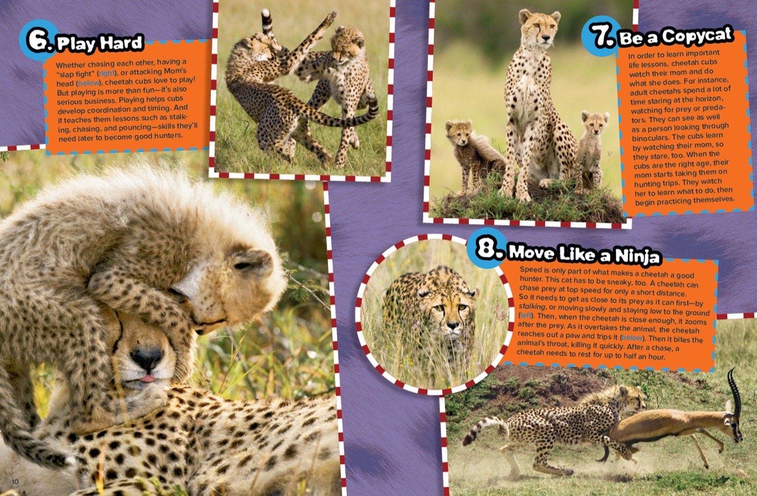 Magazine spread about cheetah purring hunting technique high speed chase and tear mark stripes