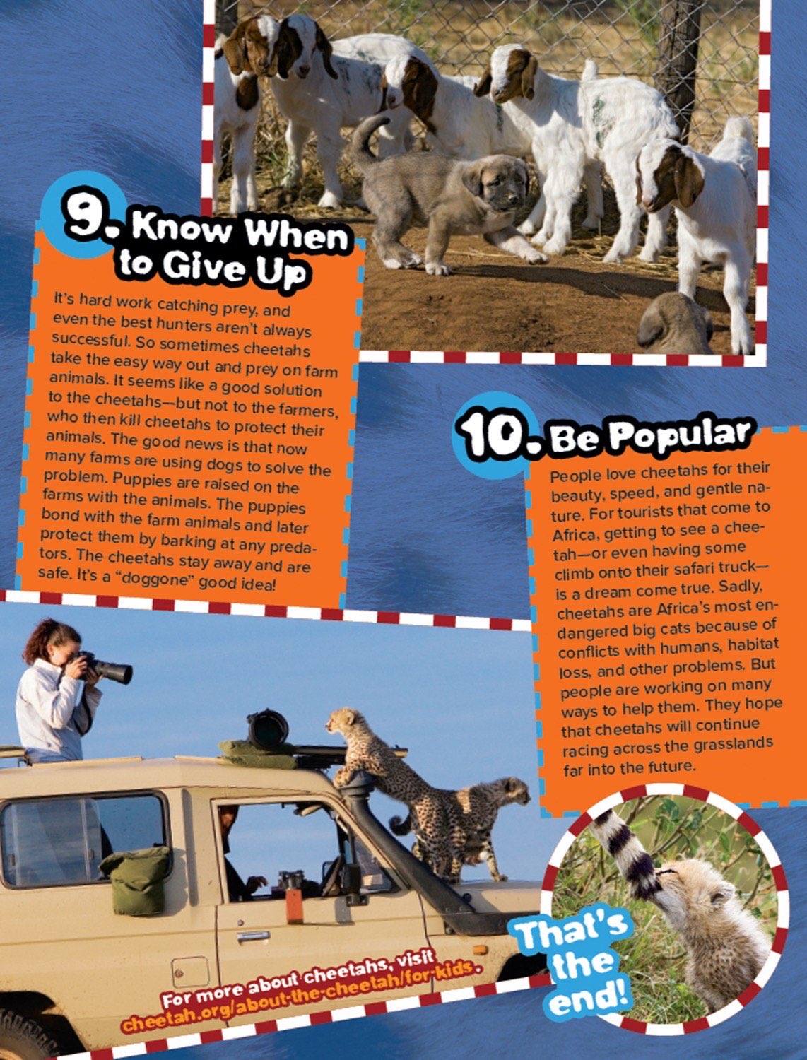 Magazine spread about cheetah races sibling families king cheetah mutation and conservation efforts